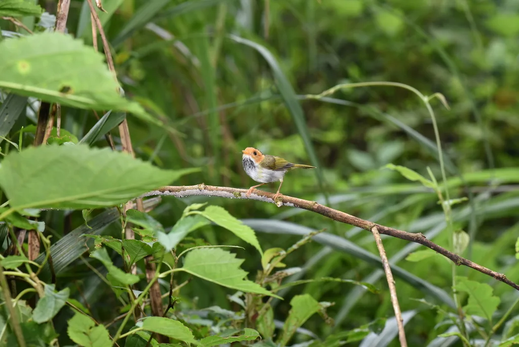 棕脸鹟莺(Abroscopus albogularis)
