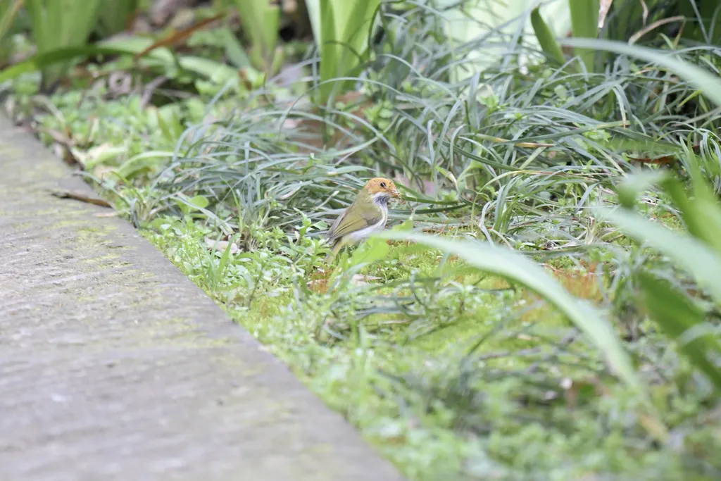 棕脸鹟莺(Abroscopus albogularis)