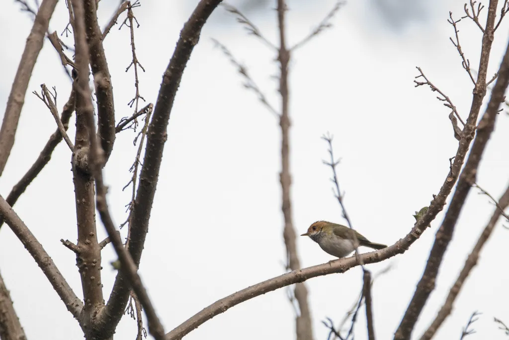 棕脸鹟莺(Abroscopus albogularis)