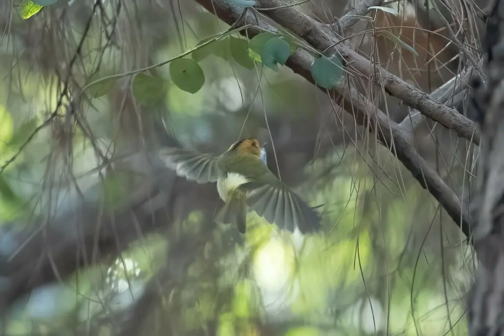 棕脸鹟莺(Abroscopus albogularis)