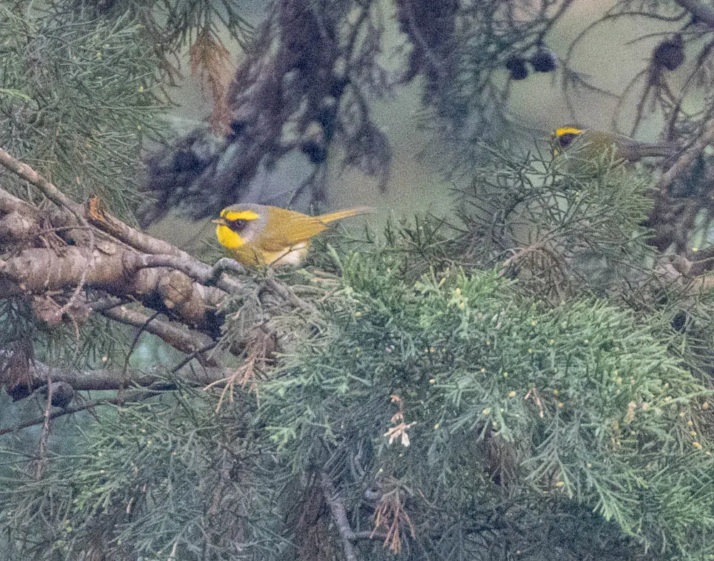 黑脸鹟莺(Abroscopus schisticeps)