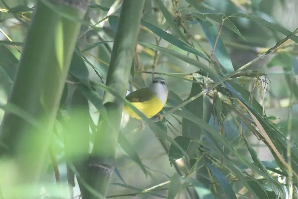 黄腹鹟莺(Abroscopus superciliaris)