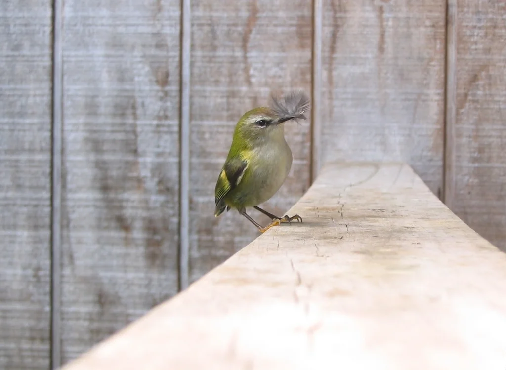 刺鹩(Acanthisitta chloris)