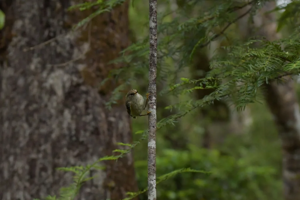 刺鹩(Acanthisitta chloris)