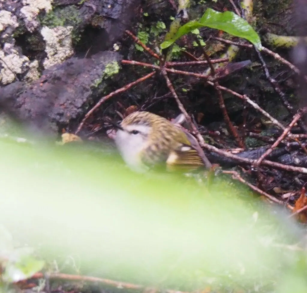 刺鹩(Acanthisitta chloris)