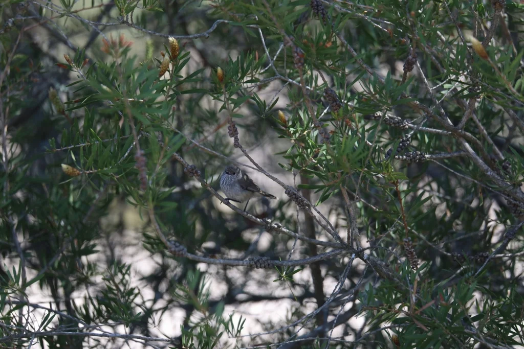 宽尾刺嘴莺(Acanthiza apicalis)