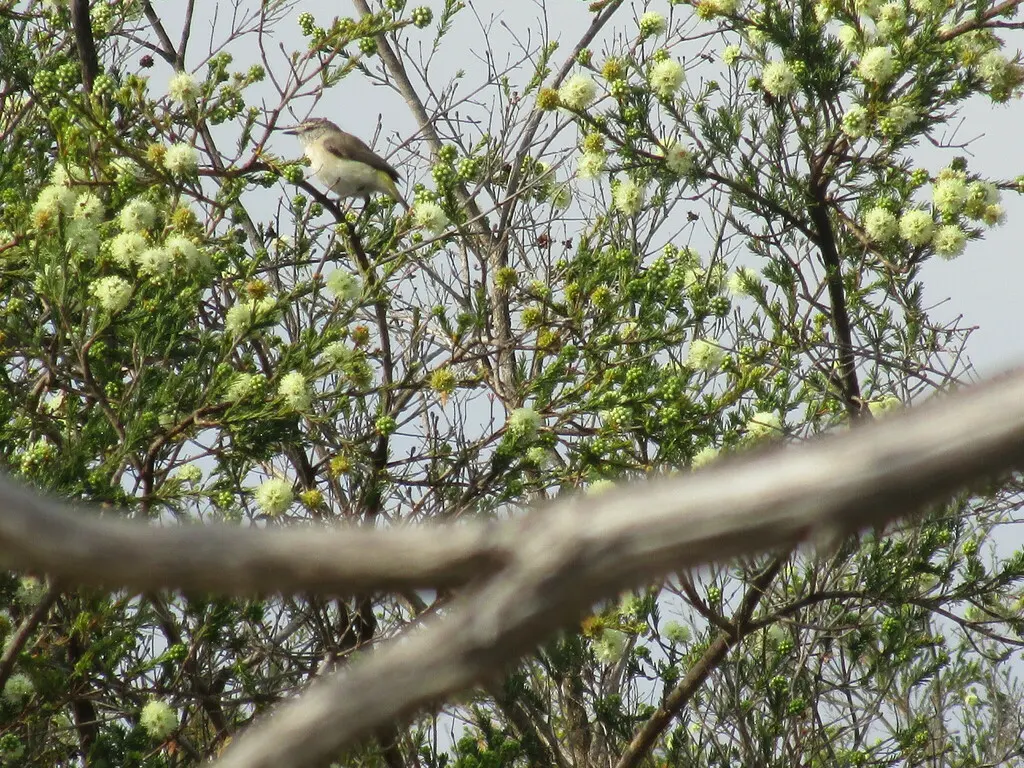 黄尾刺嘴莺(Acanthiza chrysorrhoa)