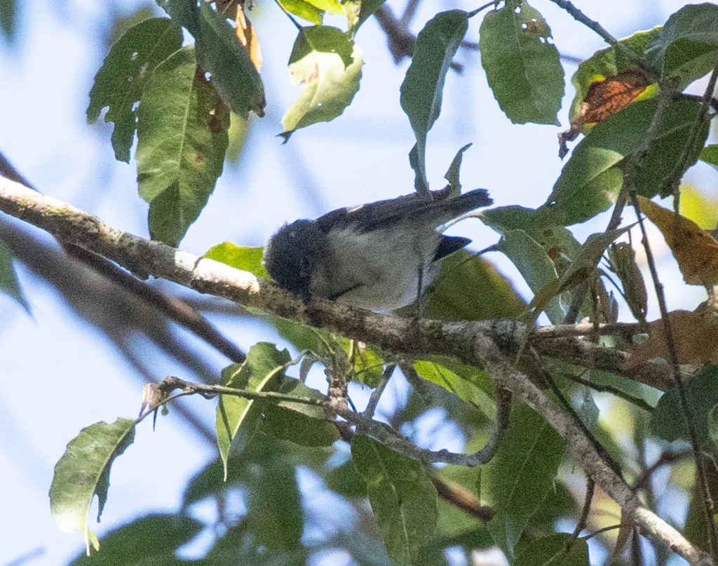 新几内亚刺嘴莺(Acanthiza cinerea)