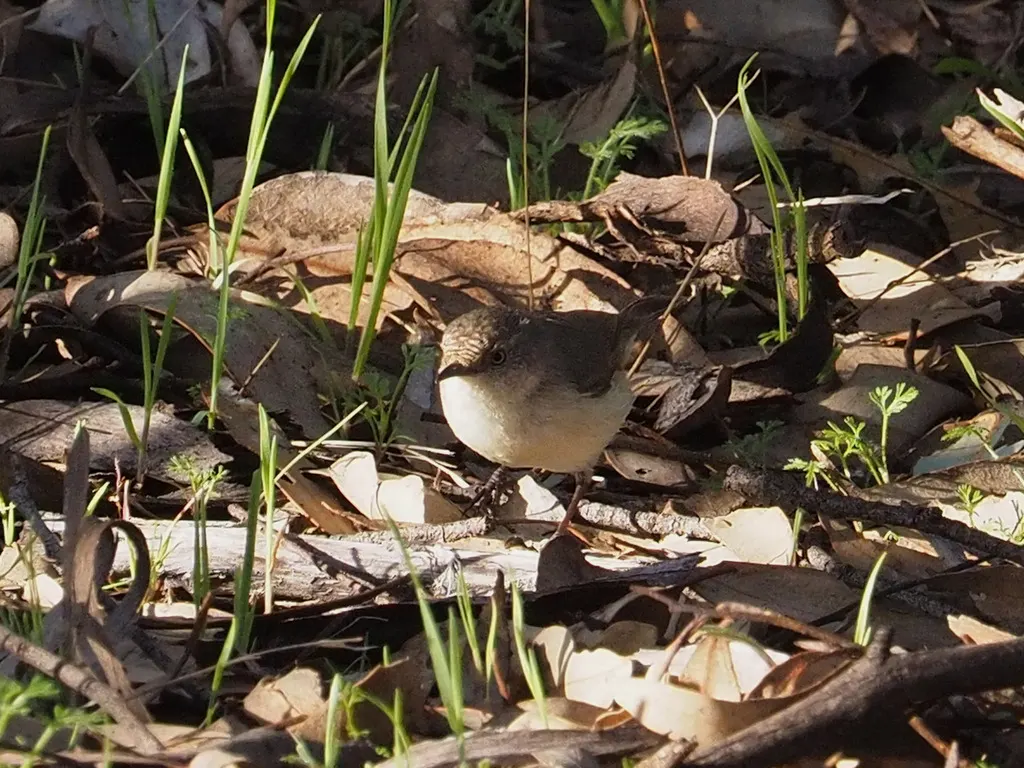 西刺嘴莺(Acanthiza inornata)