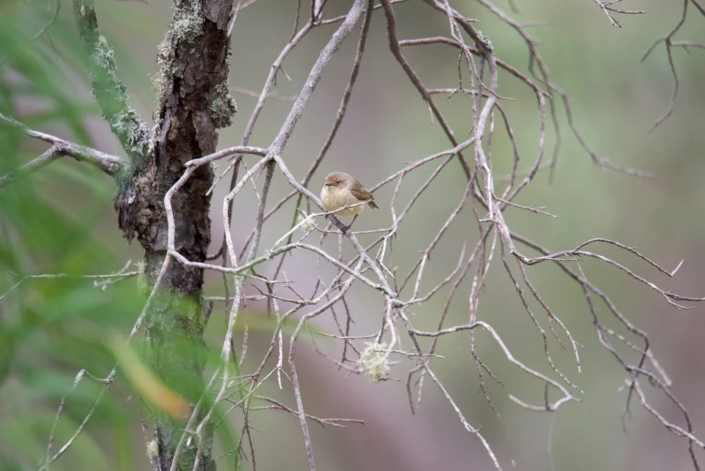 西刺嘴莺(Acanthiza inornata)