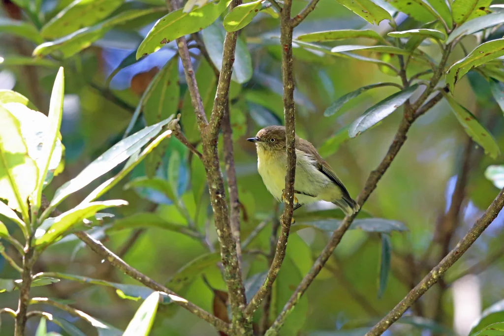 巴布亚刺嘴莺(Acanthiza murina)