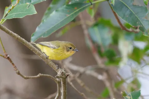 小刺嘴莺