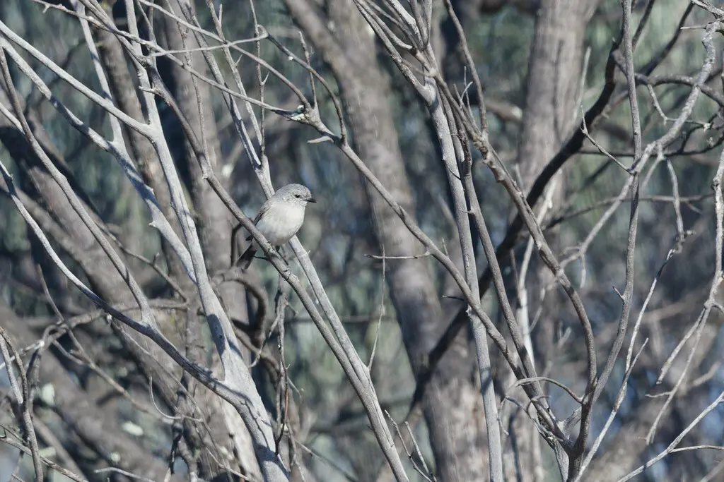 蓝灰刺嘴莺(Acanthiza robustirostris)