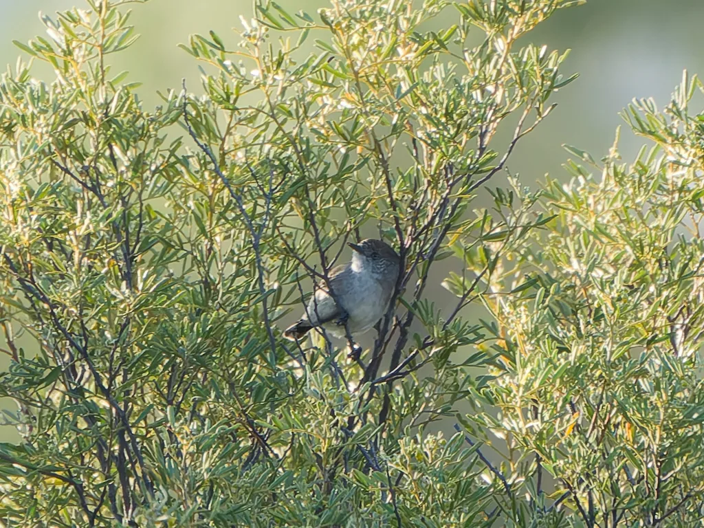 栗尾刺嘴莺(Acanthiza uropygialis)