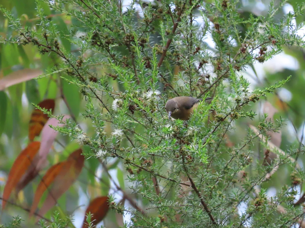 东尖嘴吸蜜鸟(Acanthorhynchus tenuirostris)