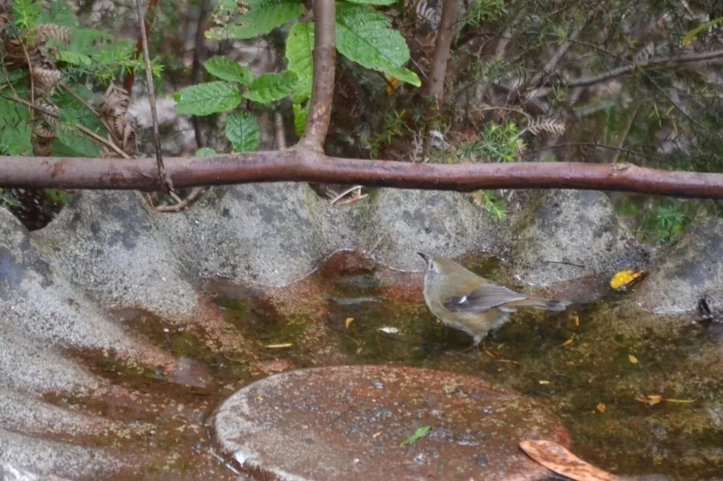 灌丛丝刺莺(Acanthornis magna)