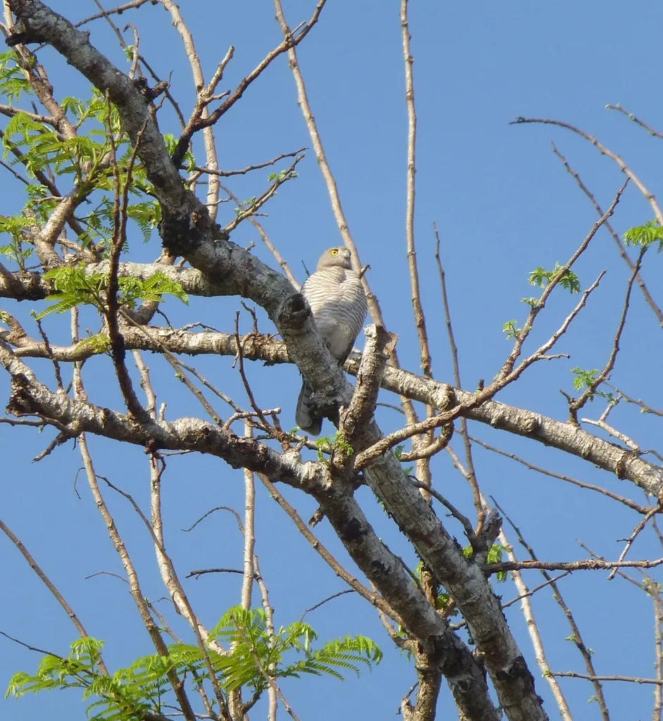 马岛雀鹰(Accipiter madagascariensis)