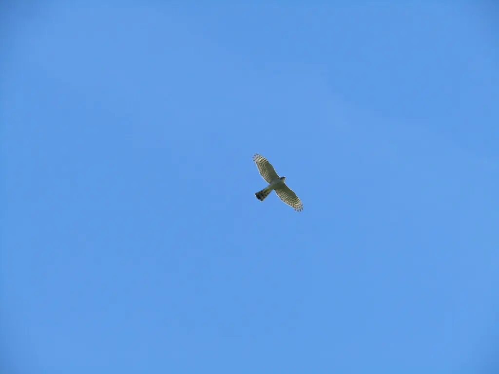 雀鹰(Accipiter nisus)