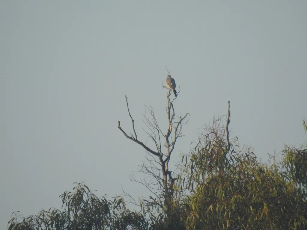 赞比亚雀鹰(Accipiter ovampensis)