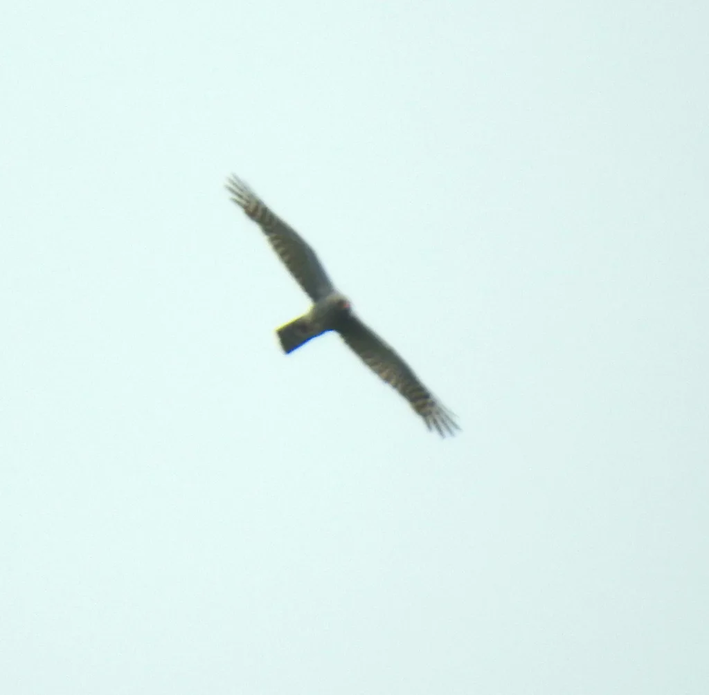 赞比亚雀鹰(Accipiter ovampensis)