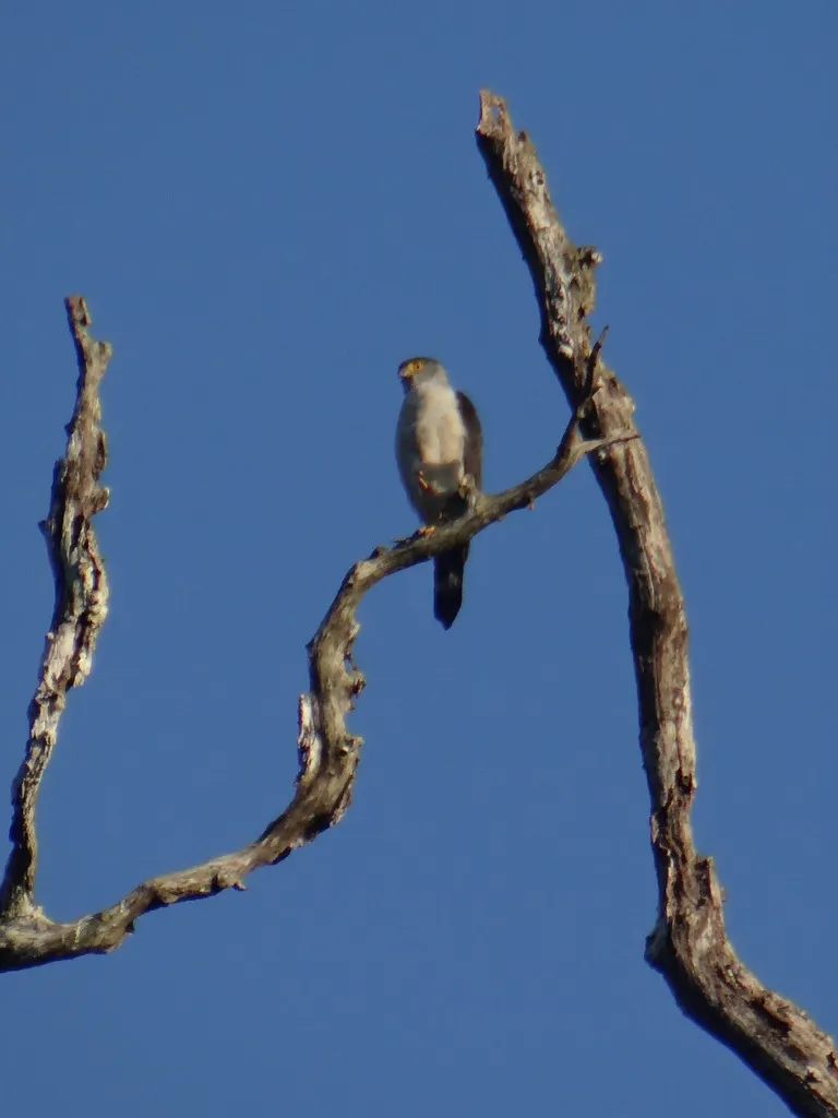 灰腹鹰(Accipiter poliogaster)