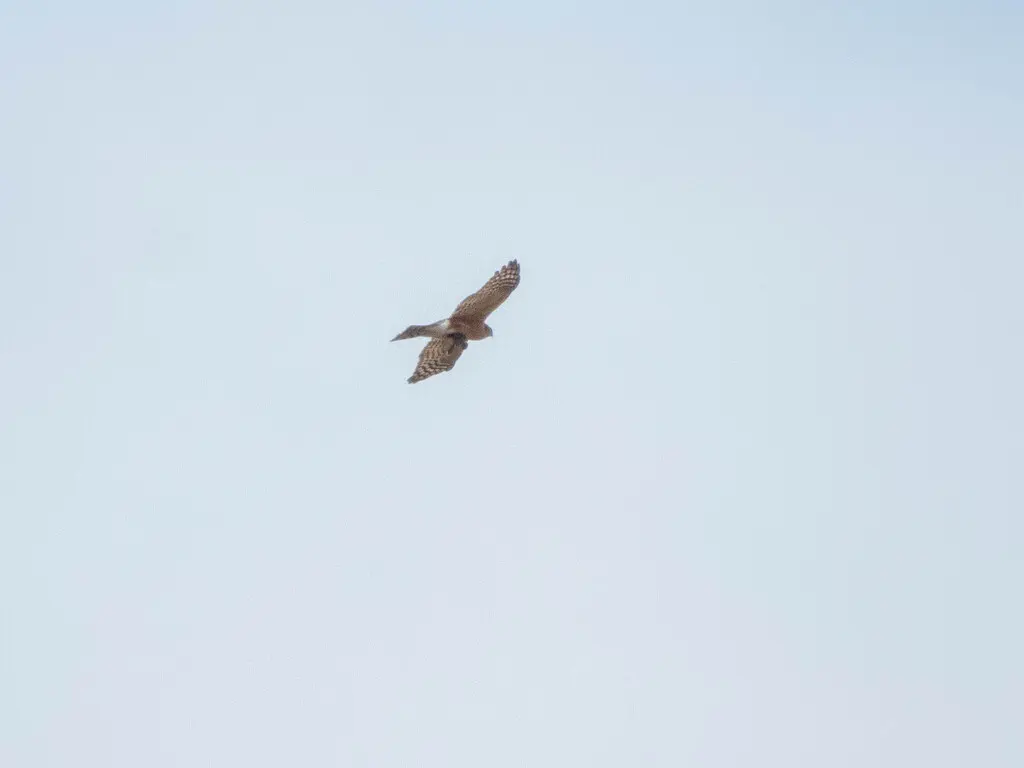棕胸雀鹰(Accipiter rufiventris)
