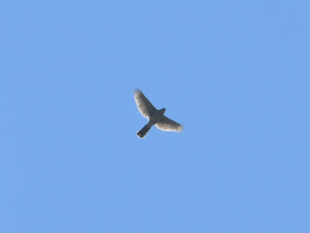 纹腹鹰(Accipiter striatus)