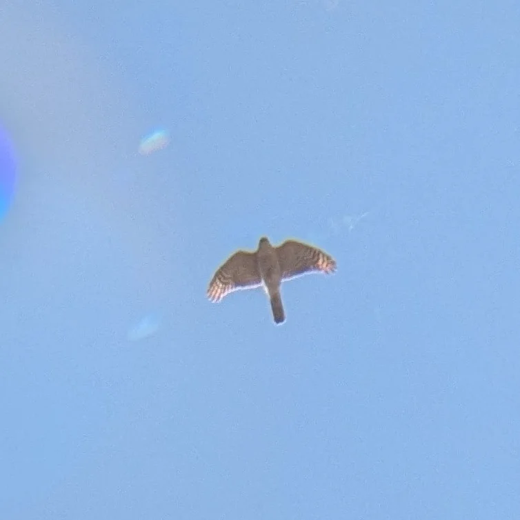 纹腹鹰(Accipiter striatus)