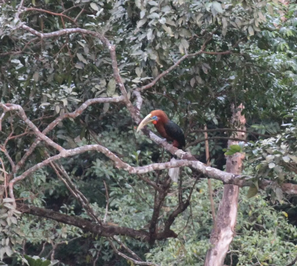 棕颈犀鸟(Aceros nipalensis)