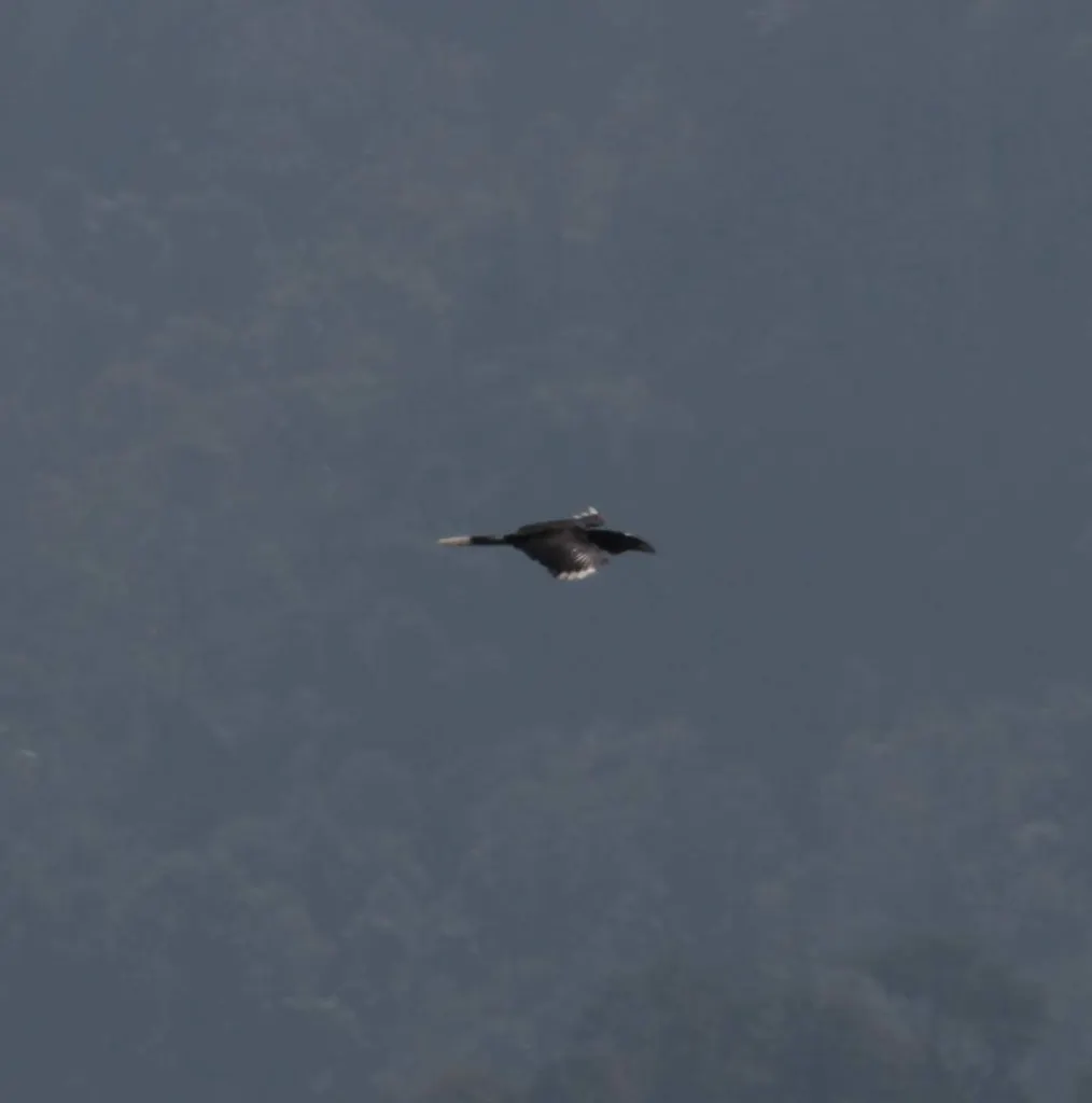 棕颈犀鸟(Aceros nipalensis)