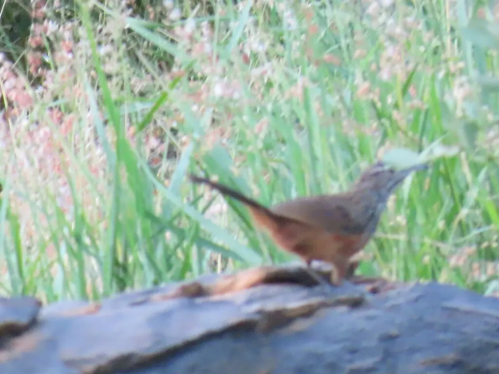 岩莺(Achaetops pycnopygius)