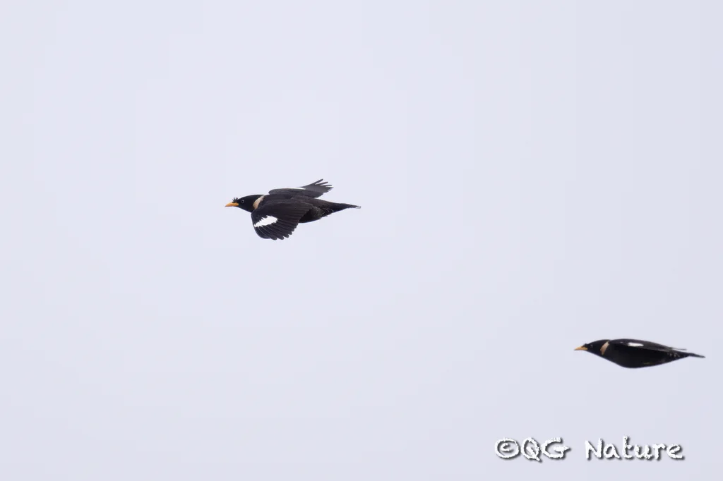 白领八哥(Acridotheres albocinctus)