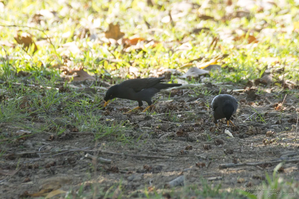 淡腹八哥(Acridotheres cinereus)