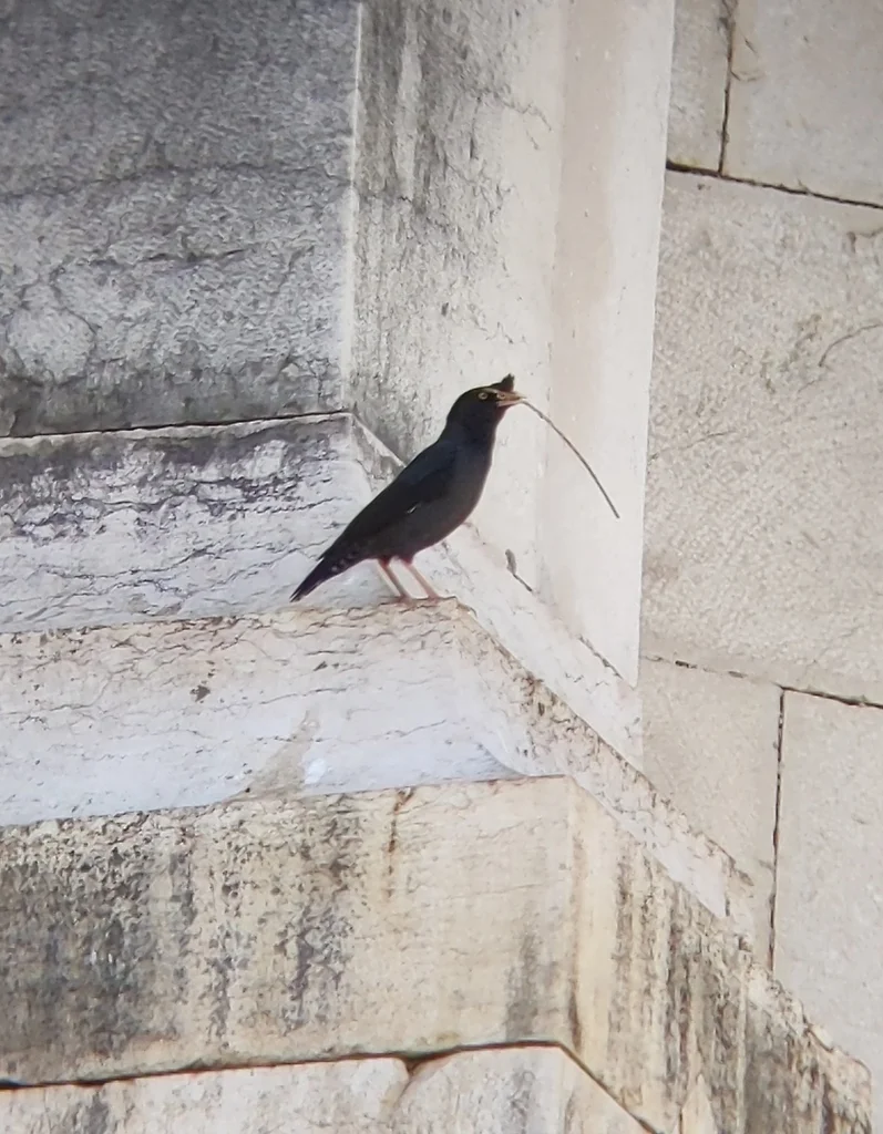 八哥(Acridotheres cristatellus)