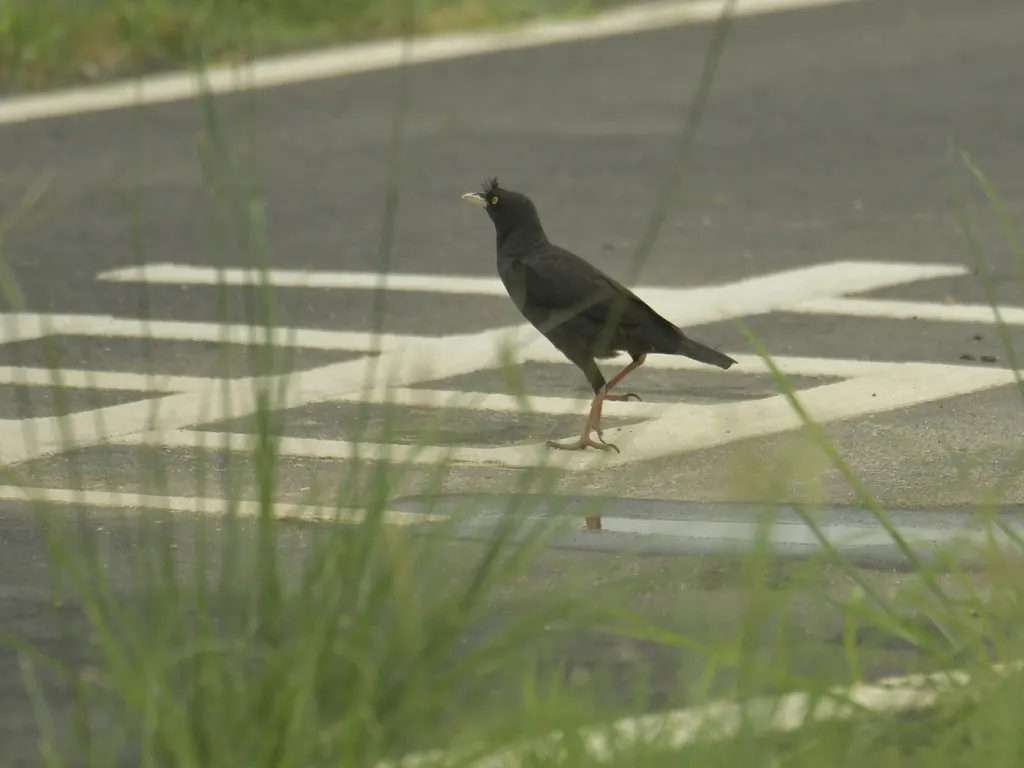 八哥(Acridotheres cristatellus)