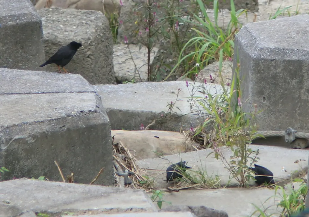 八哥(Acridotheres cristatellus)