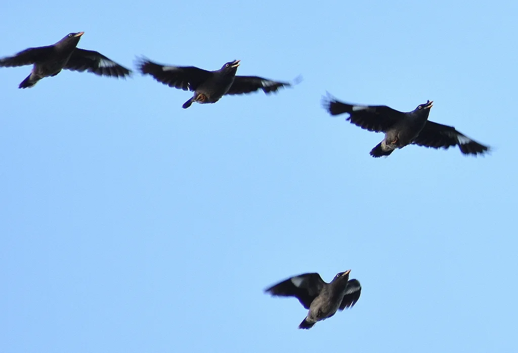 丛林八哥(Acridotheres fuscus)