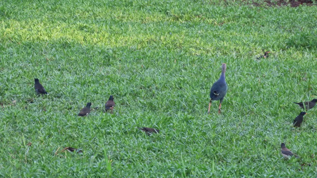 丛林八哥(Acridotheres fuscus)