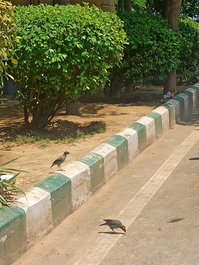 灰背岸八哥(Acridotheres ginginianus)