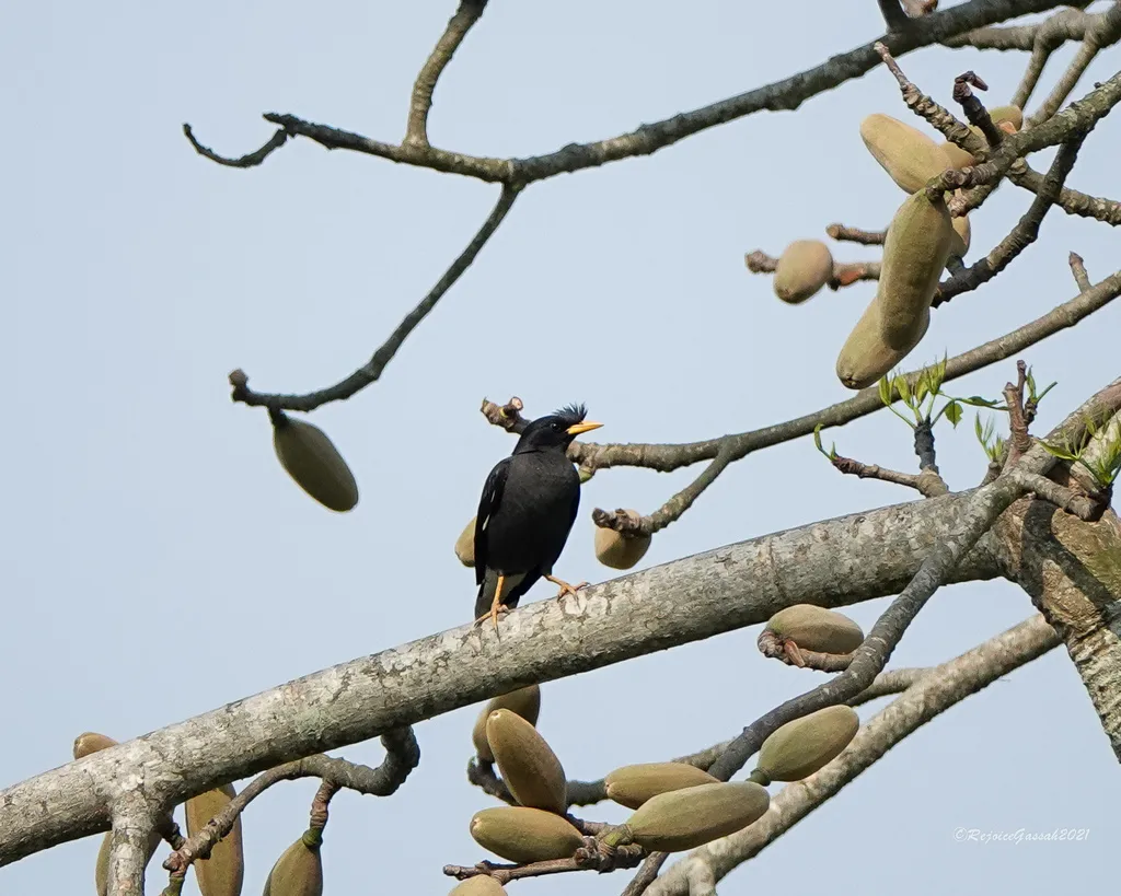 林八哥(Acridotheres grandis)