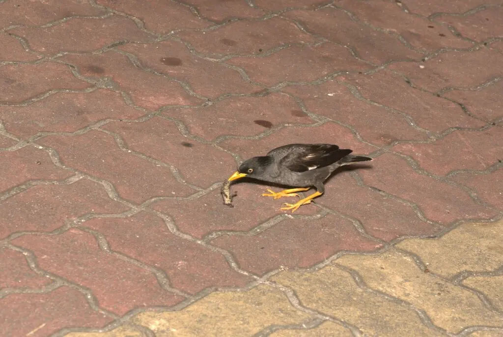爪哇八哥(Acridotheres javanicus)