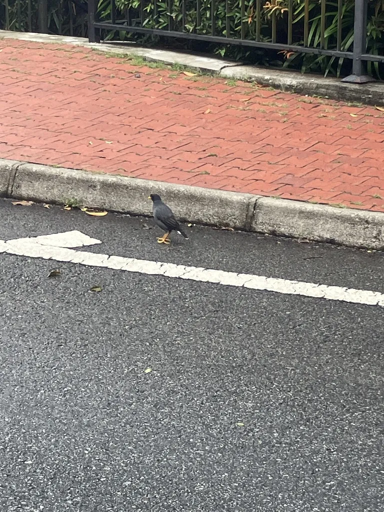 爪哇八哥(Acridotheres javanicus)