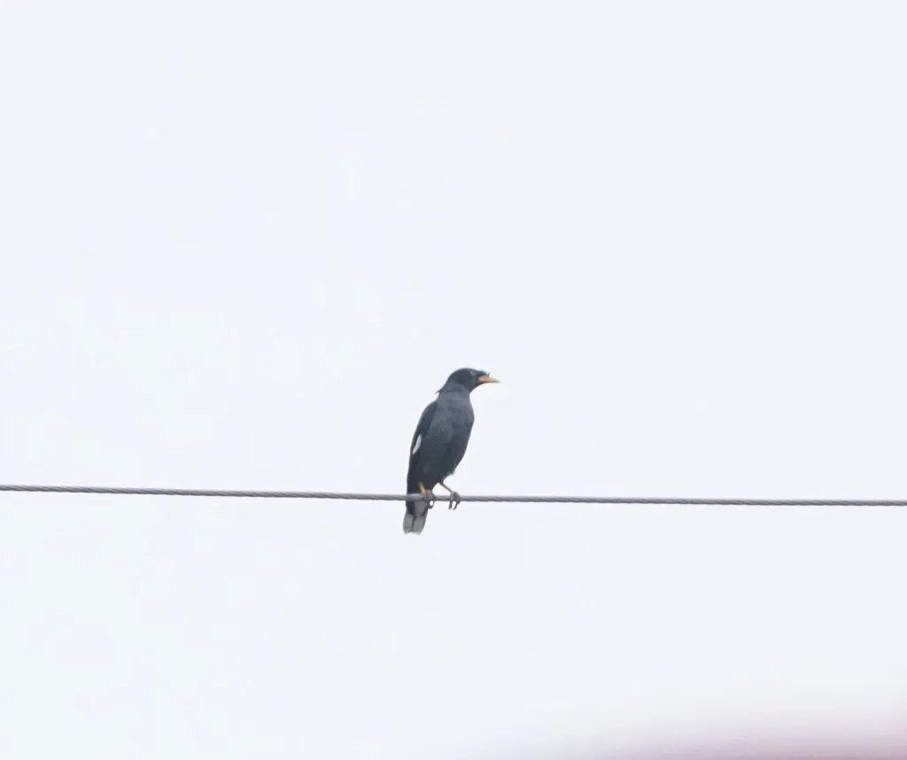 爪哇八哥(Acridotheres javanicus)