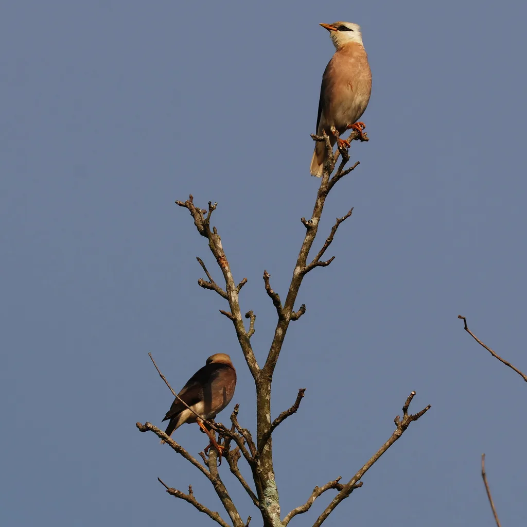 红胸八哥(Acridotheres leucocephalus)