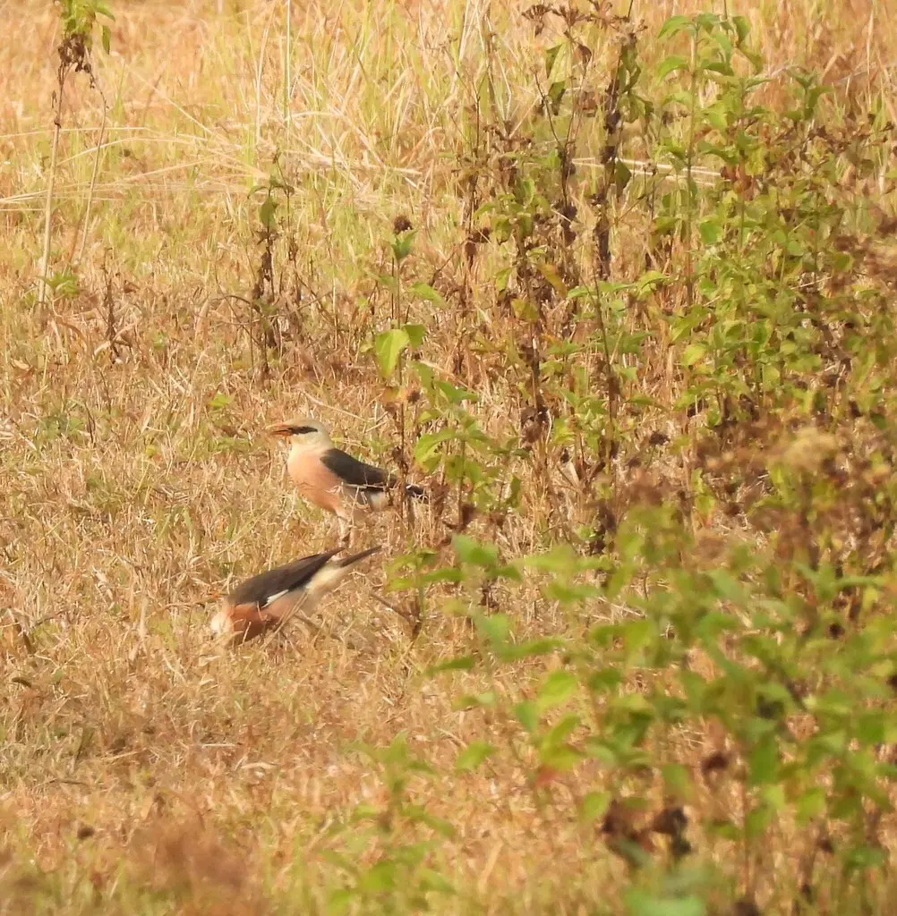 红胸八哥(Acridotheres leucocephalus)