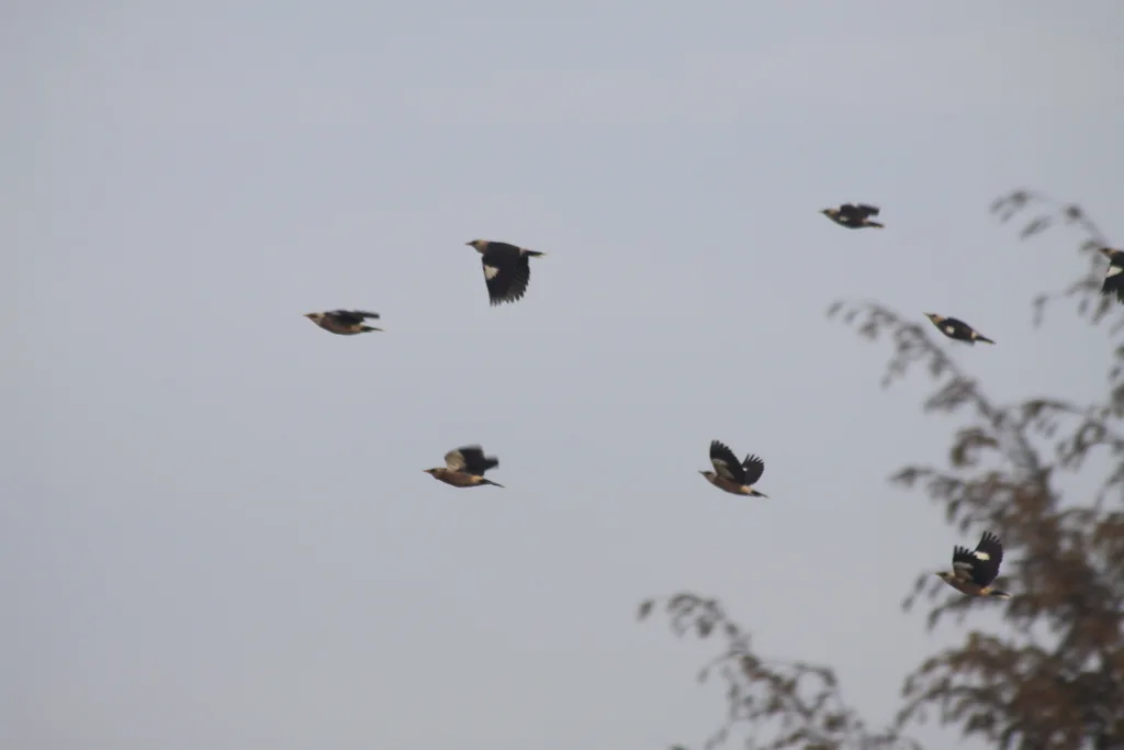 红胸八哥(Acridotheres leucocephalus)