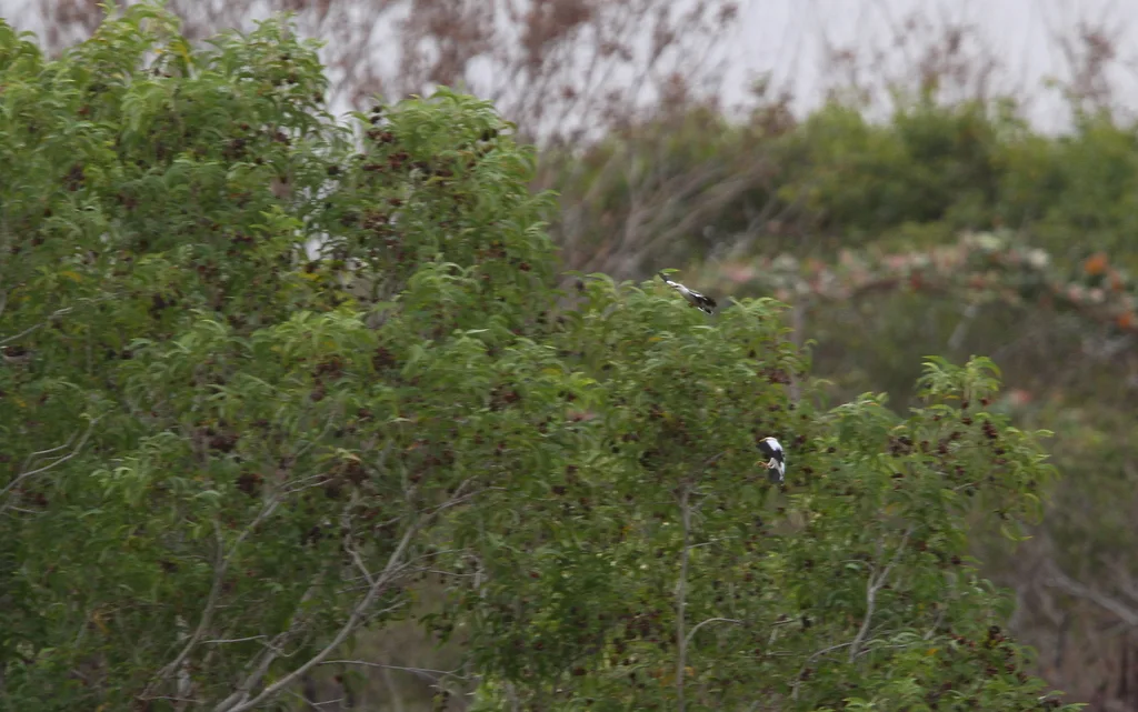 黑翅椋鸟（Acridotheres melanopterus）