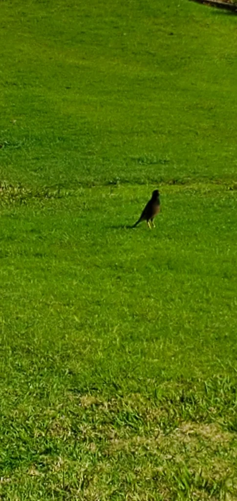 家八哥(Acridotheres tristis)
