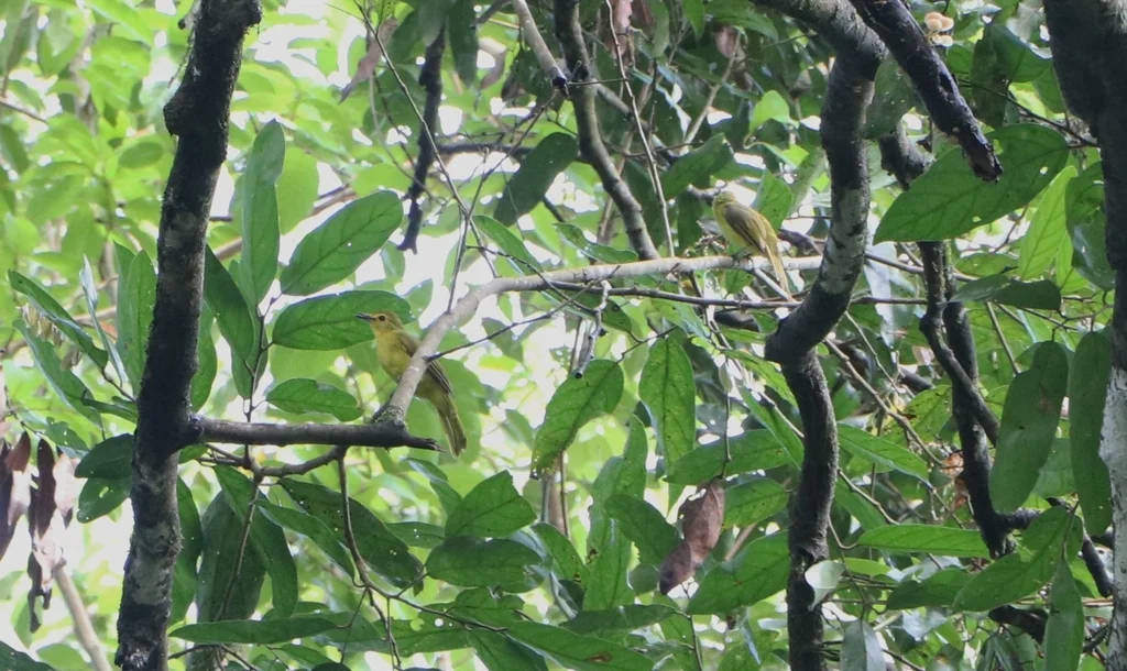 黄眉鹎(Acritillas indica)
