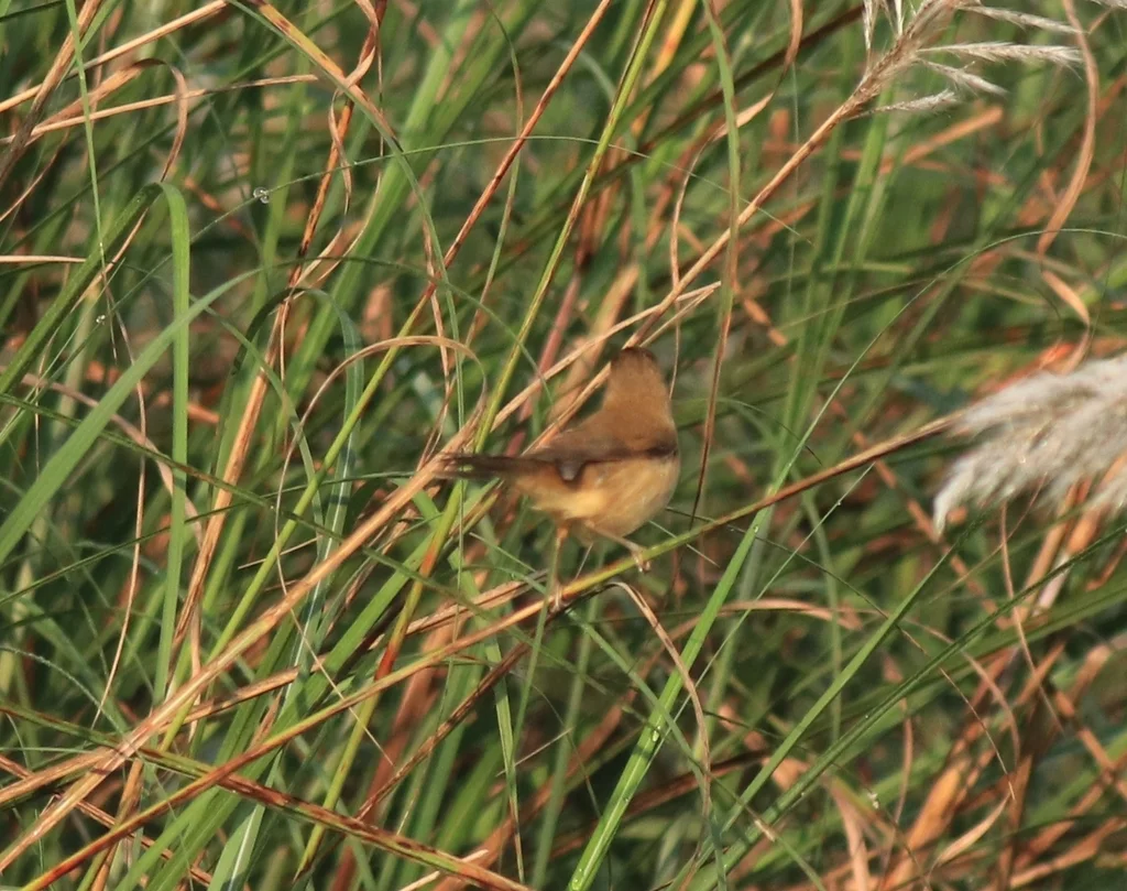 稻田苇莺(Acrocephalus agricola)